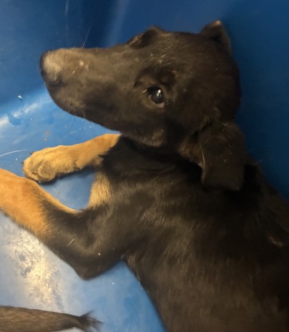 Shelter Stray Male Dog last seen Near BLOCK MULLER RD, BAKERSFIELD CA 93307, 3951 Fruitvale Ave, Bakersfield, CA 93308, USA