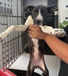 Shelter Stray Female Dog last seen FLINST ST & SUCKOW RD, 3951 Fruitvale Ave, Bakersfield, CA 93308, USA