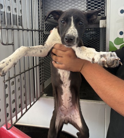 Shelter Stray Female Dog last seen FLINST ST & SUCKOW RD, 3951 Fruitvale Ave, Bakersfield, CA 93308, USA