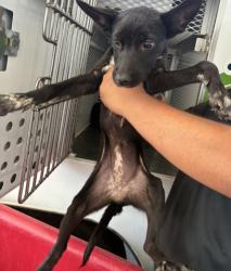 Shelter Stray Female Dog last seen FLINST ST & SUCKOW RD, 3951 Fruitvale Ave, Bakersfield, CA 93308, USA