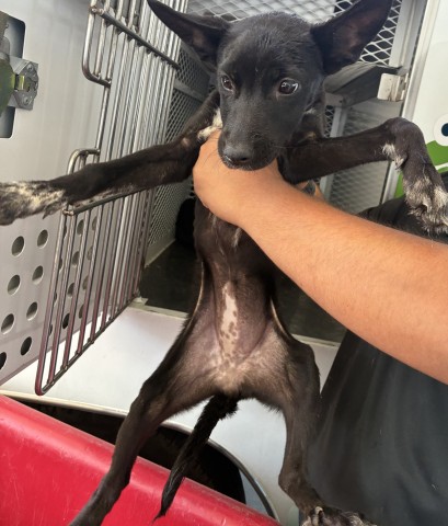 Shelter Stray Female Dog last seen FLINST ST & SUCKOW RD, 3951 Fruitvale Ave, Bakersfield, CA 93308, USA