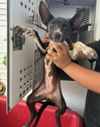Shelter Stray Female Dog last seen FLINST ST & SUCKOW RD, 3951 Fruitvale Ave, Bakersfield, CA 93308, USA