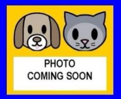 Shelter Stray Male Cat last seen N 1604 W, 4710 TX-151, San Antonio, TX 78227, USA
