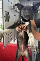 Shelter Stray Female Dog last seen FLINST ST & SUCKOW RD, 3951 Fruitvale Ave, Bakersfield, CA 93308, USA