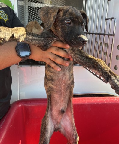 Shelter Stray Male Dog last seen FLINST ST & SUCKOW RD, 3951 Fruitvale Ave, Bakersfield, CA 93308, USA