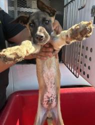 Shelter Stray Male Dog last seen FLINST ST & SUCKOW RD, 3951 Fruitvale Ave, Bakersfield, CA 93308, USA