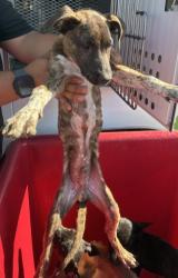 Shelter Stray Male Dog last seen FLINST ST & SUCKOW RD, 3951 Fruitvale Ave, Bakersfield, CA 93308, USA