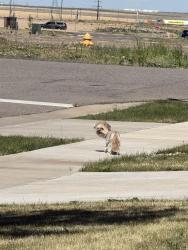 Found/Stray Unknown Dog last seen 99th Pl commerce city, Commerce City, CO 80022