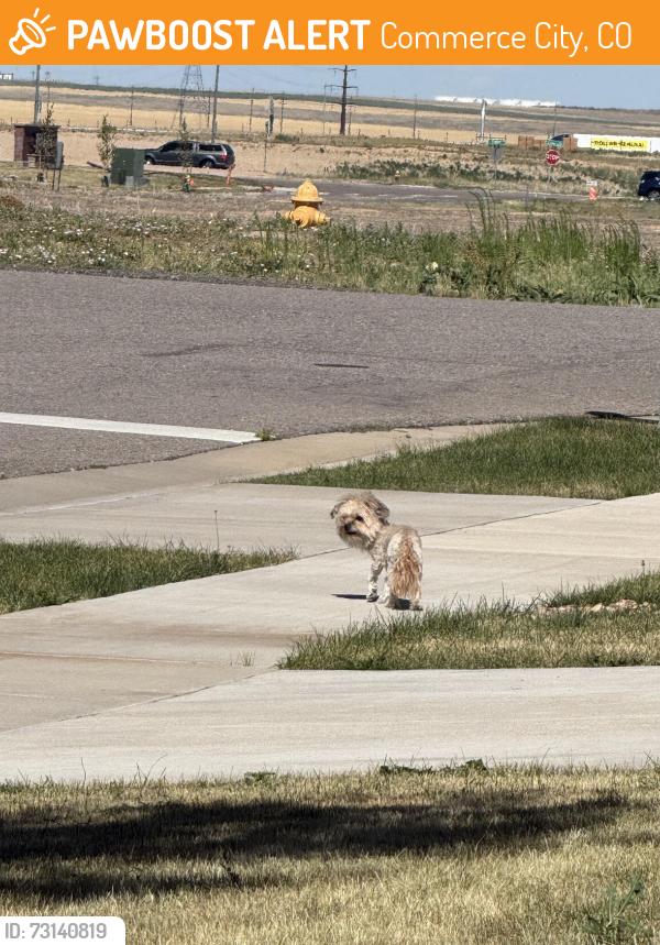Found/Stray Unknown Dog last seen 99th Pl commerce city, Commerce City, CO 80022