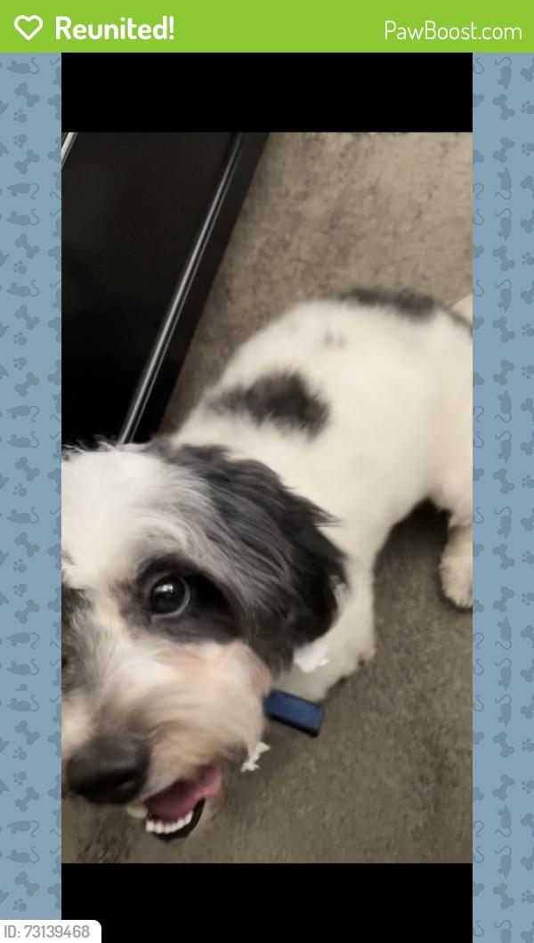 Reunited Male Dog last seen Jog Road & Belvedere Road, Greenacres, FL 33413