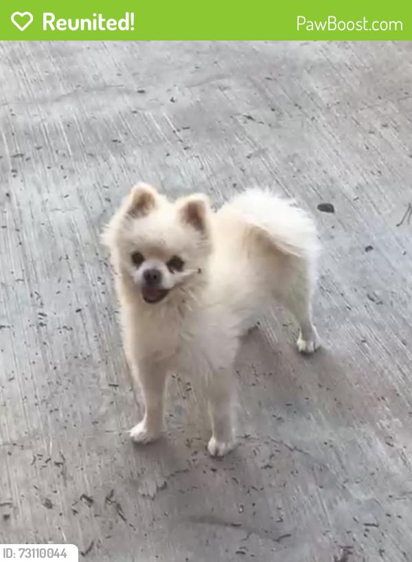 Reunited Male Dog last seen Darrington, Horizon City, TX 79928