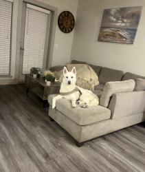 Reunited Male Dog last seen Near Church on stop sign, Houston, TX 77054