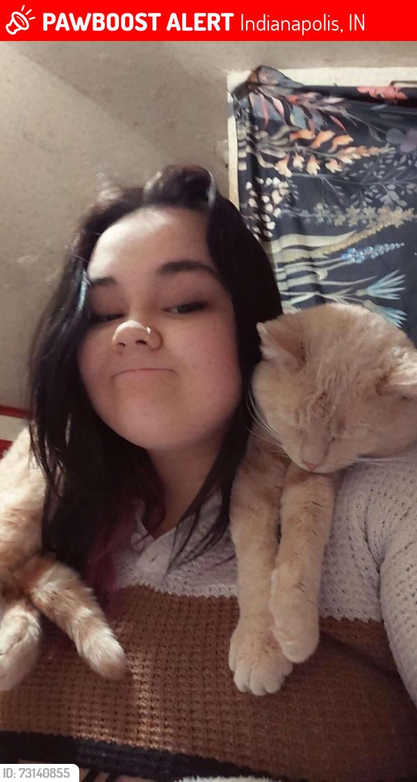 Lost Male Cat last seen English ave and franklin rd, Indianapolis, IN 46219