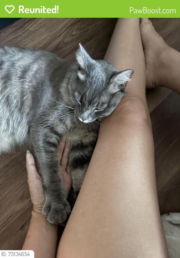 Reunited Male Cat last seen Black Mountain Rd & Carroll Canyon Rd, San Diego, CA 92126