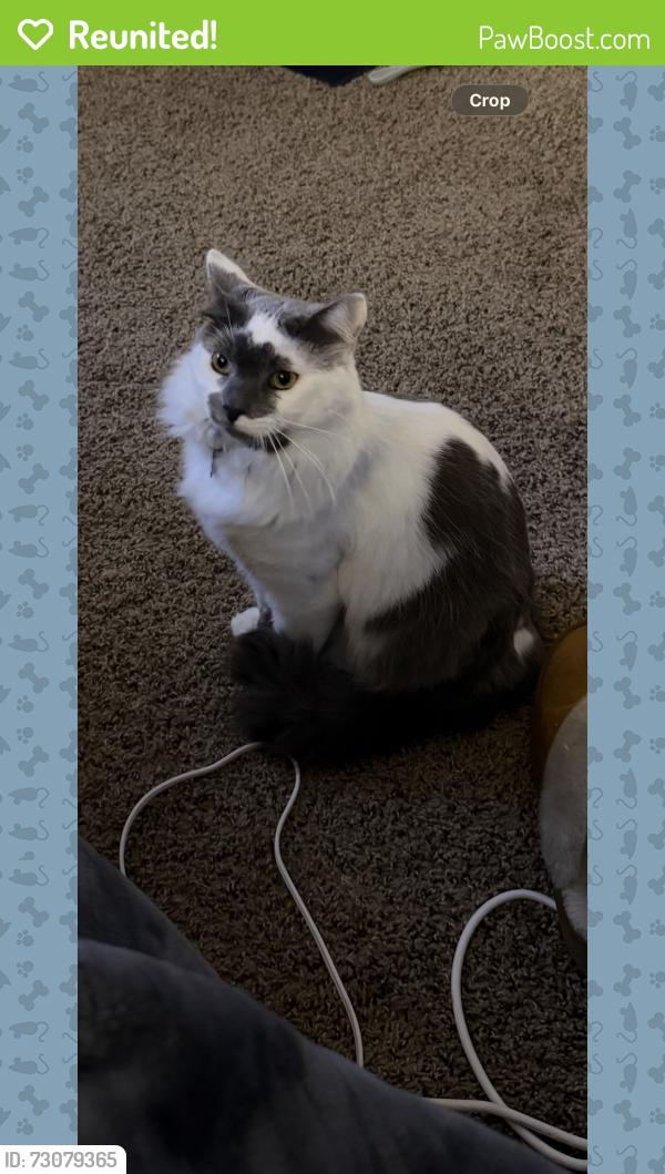 Reunited Male Cat last seen Behind Cameron Ridge Apartments, Cameron Park, CA 95682