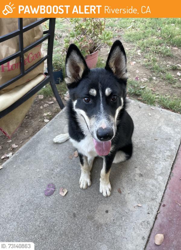 Found/Stray Male Dog last seen Montgomery and Cypress Ave, Riverside, CA 92501
