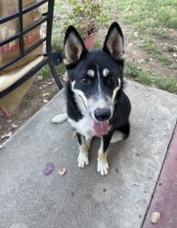 Found/Stray Male Dog last seen Montgomery and Cypress Ave, Riverside, CA 92501
