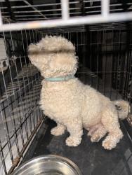 Reunited Male Dog last seen Old Leesburg rd, Hopkins, SC 29061