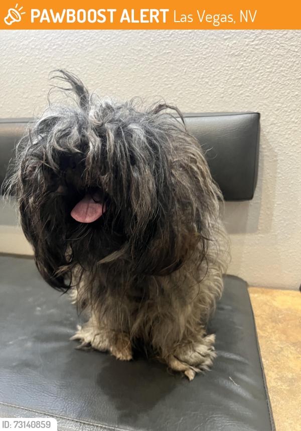 Found/Stray Male Dog last seen Torrey Pines and Twain, Las Vegas, NV 89103