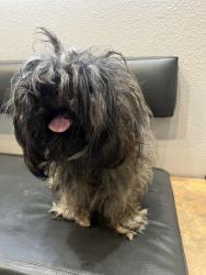 Found/Stray Male Dog last seen Torrey Pines and Twain, Las Vegas, NV 89103