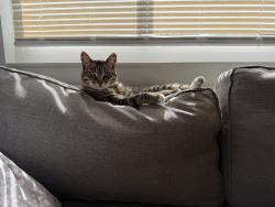 Reunited Female Cat last seen Huntwood and Manon, Hayward, CA 94544