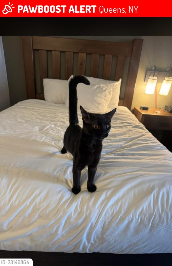 Lost Female Cat last seen Last seen on 60th lane between 59th Dr and 60th Ave in Maspeth, Queens, NY 11378