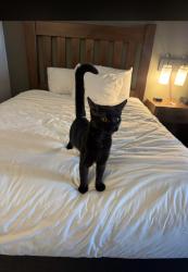 Lost Female Cat last seen Last seen on 60th lane between 59th Dr and 60th Ave in Maspeth, Queens, NY 11378