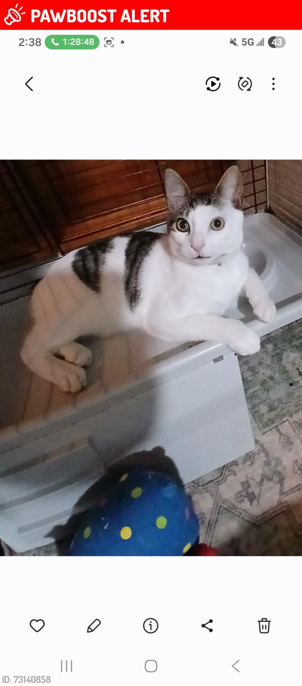 Lost Male Cat last seen Clinton blv, Palm Beach County, FL 33463