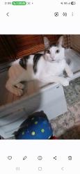 Lost Male Cat last seen Clinton blv, Palm Beach County, FL 33463