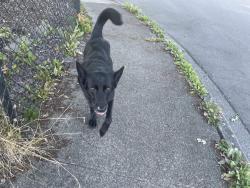 Reunited Male Dog last seen Grove St and 83rd Ave NE, Marysville, WA 98270