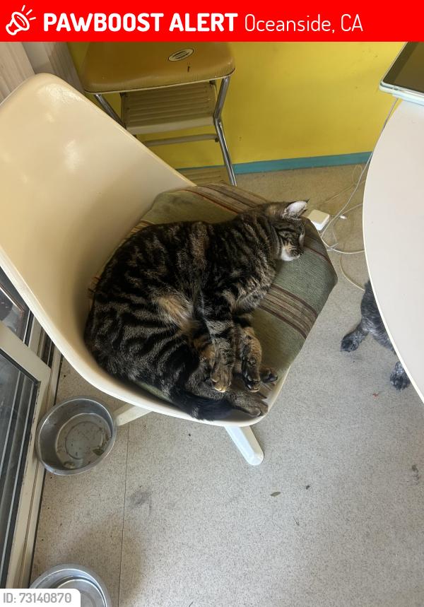 Lost Female Cat last seen Fowles st, Oceanside, Oceanside, CA 92054