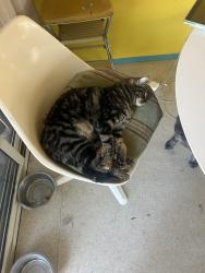 Lost Female Cat last seen Fowles st, Oceanside, Oceanside, CA 92054