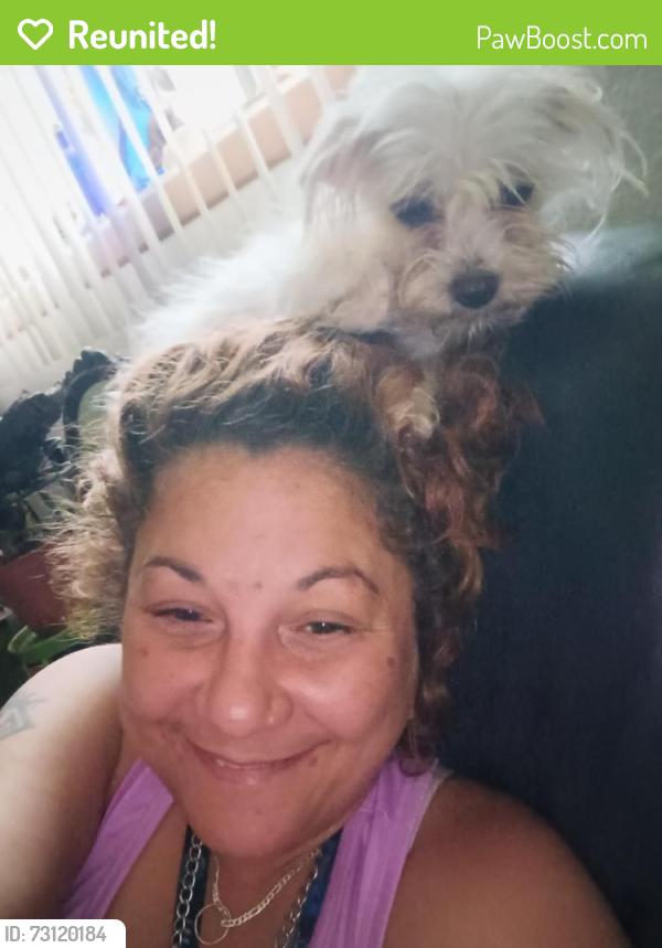 Reunited Female Dog last seen 20th St and 12th ave s moorhead,mn, Moorhead, MN 56560