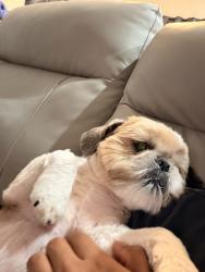 Lost Male Dog last seen Manzano middle school Alton Gloor, Brownsville, TX 78520