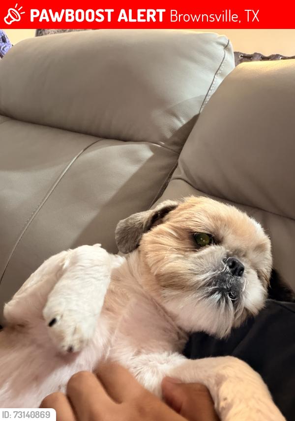 Lost Male Dog last seen Manzano middle school Alton Gloor, Brownsville, TX 78520
