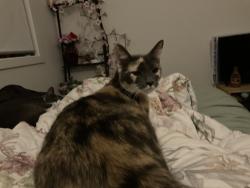 Lost Female Cat last seen Torres way, Spring Mountain, QLD 4300