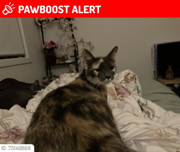 Lost Female Cat last seen Torres way, Spring Mountain, QLD 4300