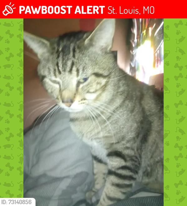 Lost Male Cat last seen Dresden Ave, landmarks would be the Lemons restaurant, or Christy Park, St. Louis, MO 63116