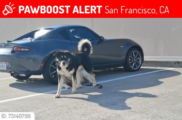Lost Male Dog last seen Steiner and Golden Gate, San Francisco, CA 94115