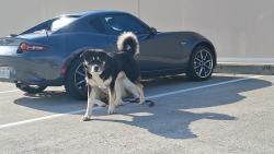 Lost Male Dog last seen Steiner and Golden Gate, San Francisco, CA 94115