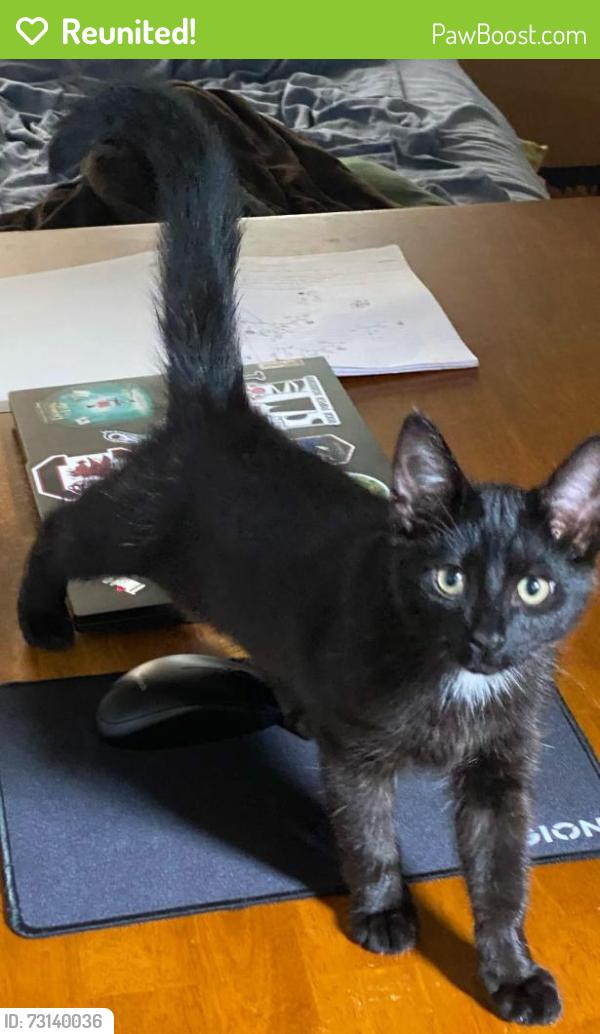 Reunited Male Cat last seen North Rockglen Road and Edmonson Ave, Baltimore, MD 21229