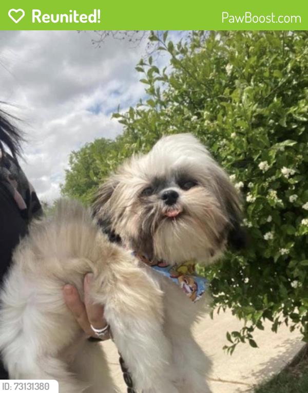 Reunited Male Dog last seen Ashland and Lincoln Hwy, Chicago Heights, IL 60411