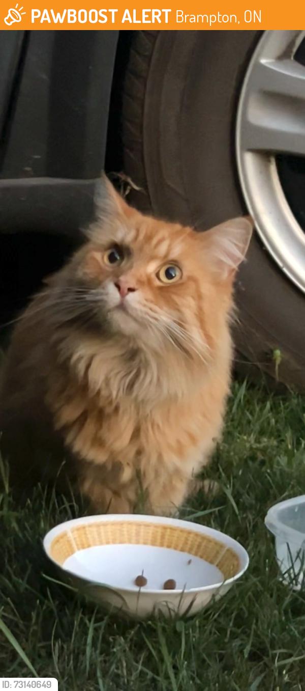 Found/Stray Unknown Cat last seen Railroad St, Brampton, ON 