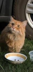 Found/Stray Unknown Cat last seen Railroad St, Brampton, ON 