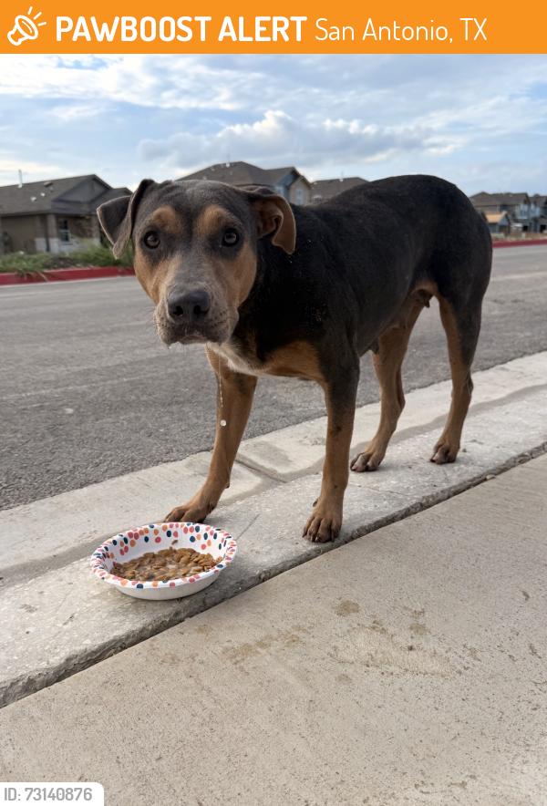 Found/Stray Female Dog last seen Near Wing Daddy’s on Bandera, San Antonio, TX 78238