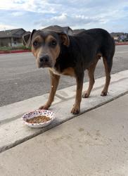 Found/Stray Female Dog last seen Near Wing Daddy’s on Bandera, San Antonio, TX 78238