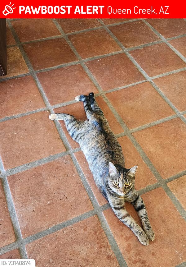 Lost Female Cat last seen Via del oro & via del Arroyo, Queen Creek, AZ 85142