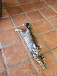 Lost Female Cat last seen Via del oro & via del Arroyo, Queen Creek, AZ 85142