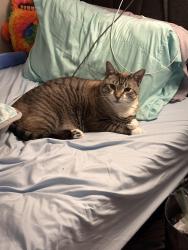 Lost Male Cat last seen Clarion pointe on W College Way next to the Lowe’s., Mount Vernon, WA 98273