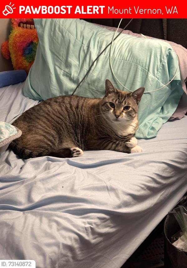 Lost Male Cat last seen Clarion pointe on W College Way next to the Lowe’s., Mount Vernon, WA 98273